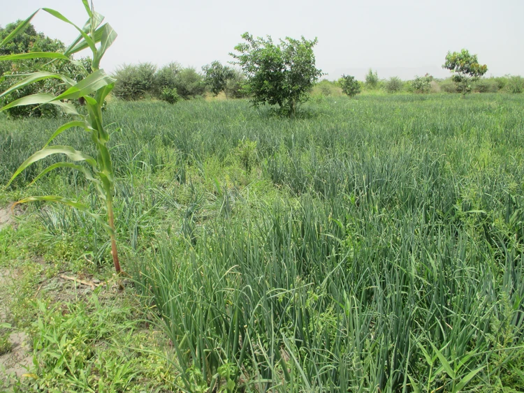 Champ d'oignons au village